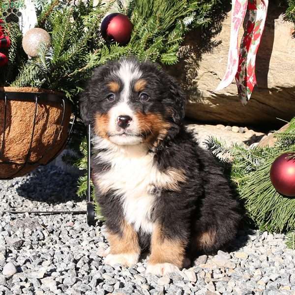 Santa, Bernese Mountain Dog Puppy
